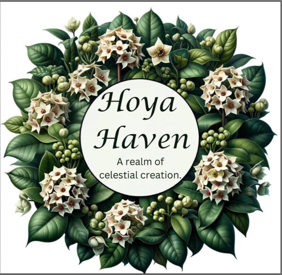 Hoya Haven