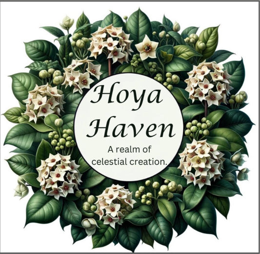 Hoya Haven